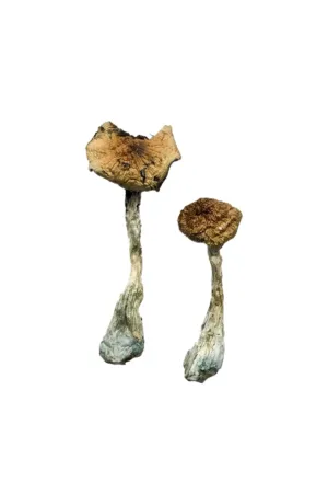 A+ Magic Mushrooms