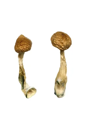 African Transkei Magic Mushrooms