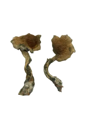 Alacabenzi Magic Mushrooms