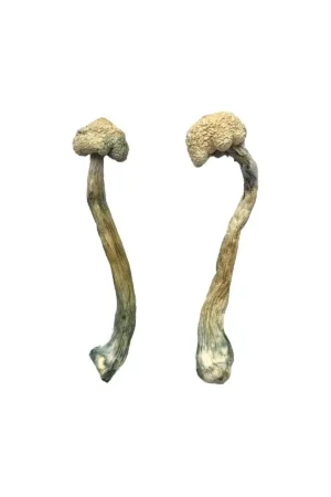 Albino Treasure Coast Magic Mushrooms