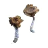 Buy Florida White (F+) Magic Mushrooms Online