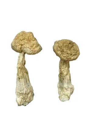 Leucistic Burma Magic Mushrooms