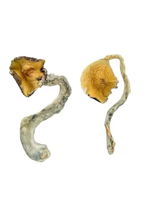 Panama Magic Mushrooms