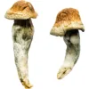 Penis Envy XL Magic Mushrooms